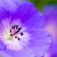 geranium.jpg