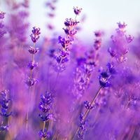 lavender2.jpg
